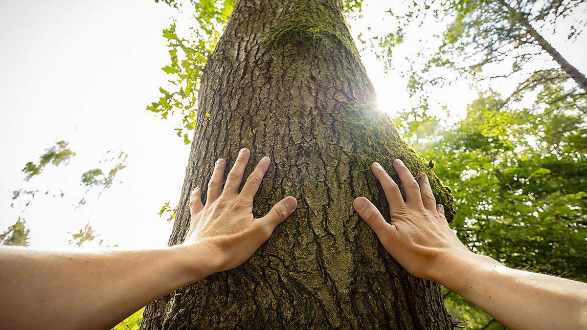 Der Baum im Mittelpunkt einer umfangreichen Forschungsreihe