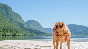 Hund am Ufer des Bohinj Sees | Hundebesitzern wird empfohlen, Hunde nicht im Bohinj See schwimmen zu lassen