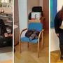 Django, Paulina und Nela: Im Büro Schwentner, Eber und Schönbacher sind immer wieder Hunde zu Gast ...