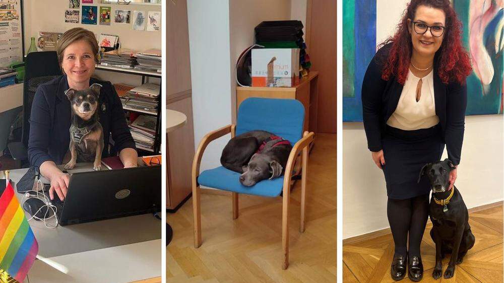 Django, Paulina und Nela: Im Büro Schwentner, Eber und Schönbacher sind immer wieder Hunde zu Gast ...
