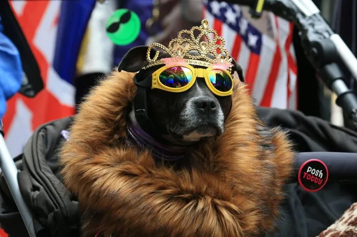 Die Erwartungen der royalen Fans waren groß, auch Staffordshire Bull Terrier Chloe ist in der Einserpanier angerauscht.