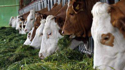 Zuchtbetriebe werden nicht nur mit Laborfleisch als Bedrohungsszenario konfrontiert