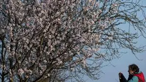 Wunderschöne, aber viel zu frühe Mandelblüte 
