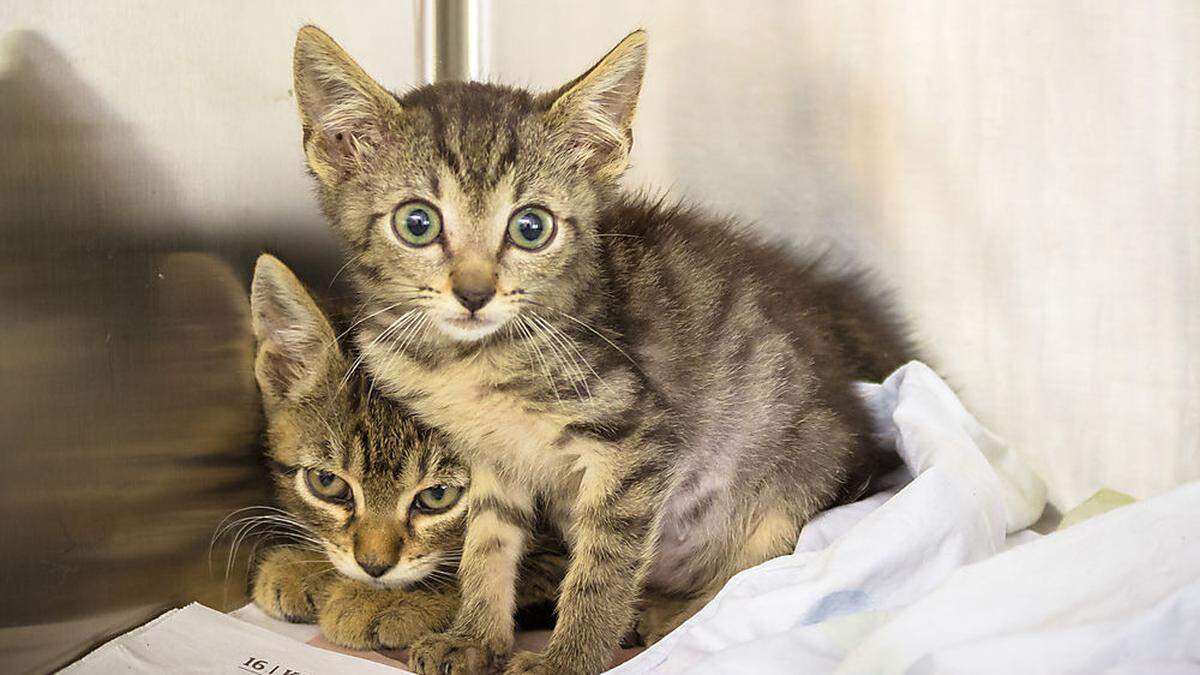 270 Tiere sind derzeit im TiKo