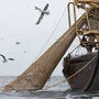 Greenpeace warnt vor MSC-Fisch am Karfreitag