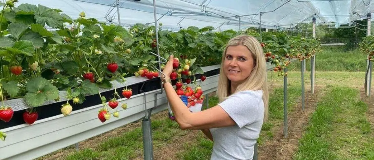 In „Sonjas Beerengarten“ in Leitersdorf können im Laufe der kommenden Woche Erdbeeren wieder selbst geerntet werden