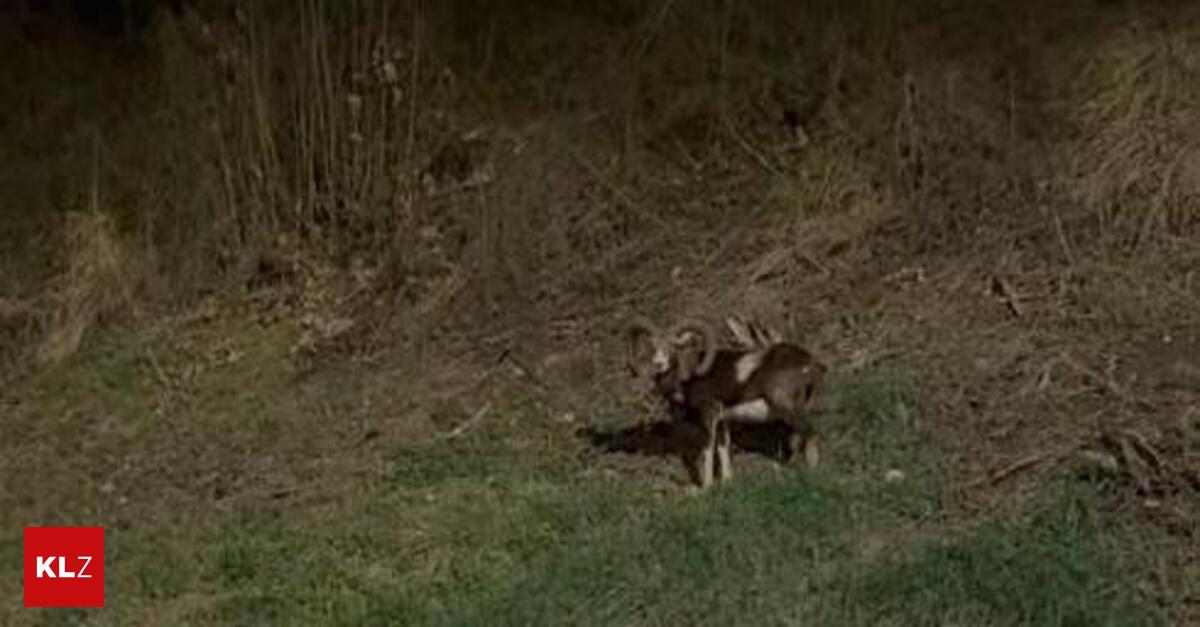 Mufflon-Sichtung-in-Leoben-sorgt-f-r-gro-e-Resonanz-auf-Facebook