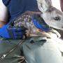 Tierischer Einsatz: Junges Reh von Nova Rock-Gelände gerettet 