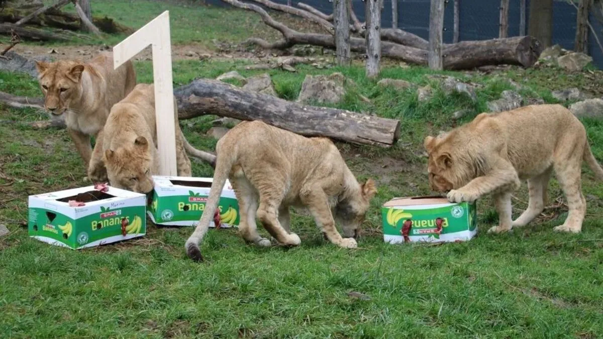 Löwengeburtstag in Herberstein