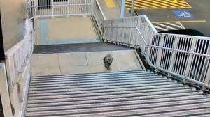 Der Koala wanderte die Treppen im Bahnhof nach oben