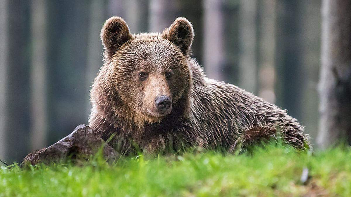 Braunbär plünderte Bienenstöcke (Symbolbild)