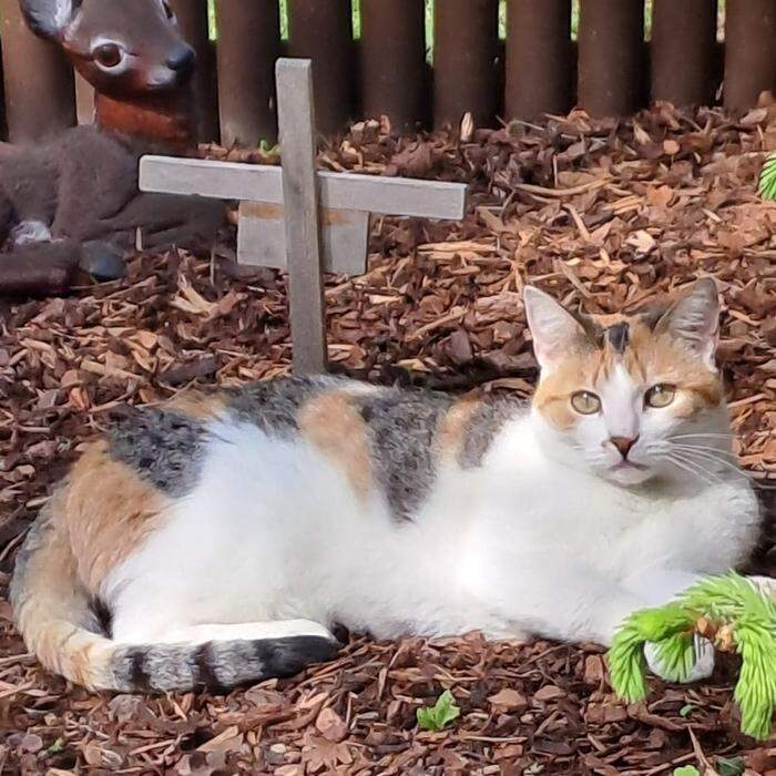 Treue Seele  | Katze Emmi hält Wache am Grab ihrer Schwester.