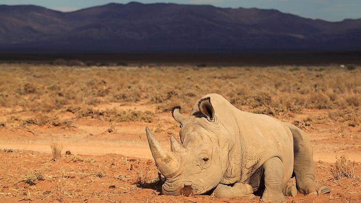 Über 1000 Nashörner wurden 2016 in Südafrika getötet