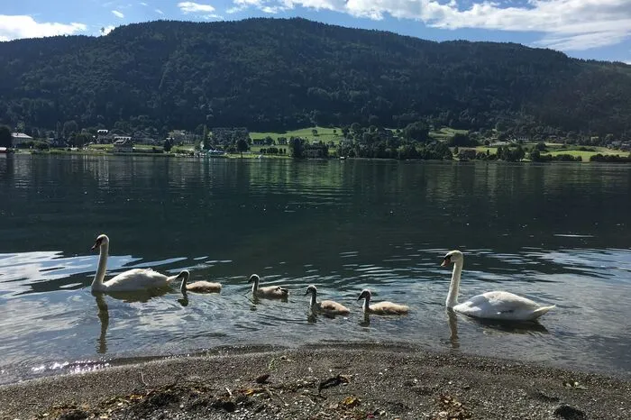 . . . oder am Ossiacher See die Schwanenfamilie beobachten?