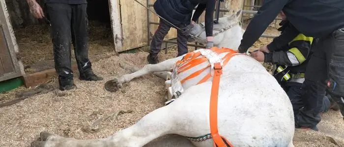 Am Montagvormittag wurde die FF Preding zu einer Tierrettung auf einen Pferdehof gerufen