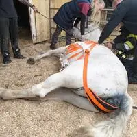 Am Montagvormittag wurde die FF Preding zu einer Tierrettung auf einen Pferdehof gerufen