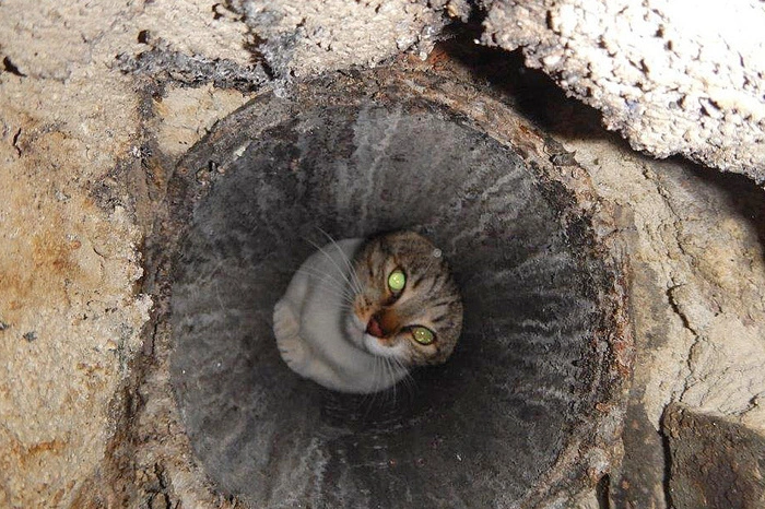 Eine Katze konnte in Wien-Donaustadt von der Feuerwehr unverletzt gerettet werden, nachdem das Tier in einem Rauchfang feststeckte.