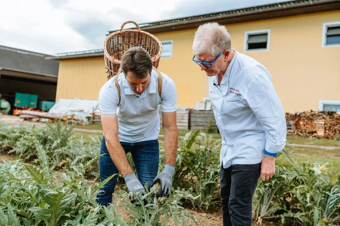 In Kärnten werden die Jungpflanzen der Artischocke auf Grund des Klimas jedes Jahr neu ausgepflanzt.