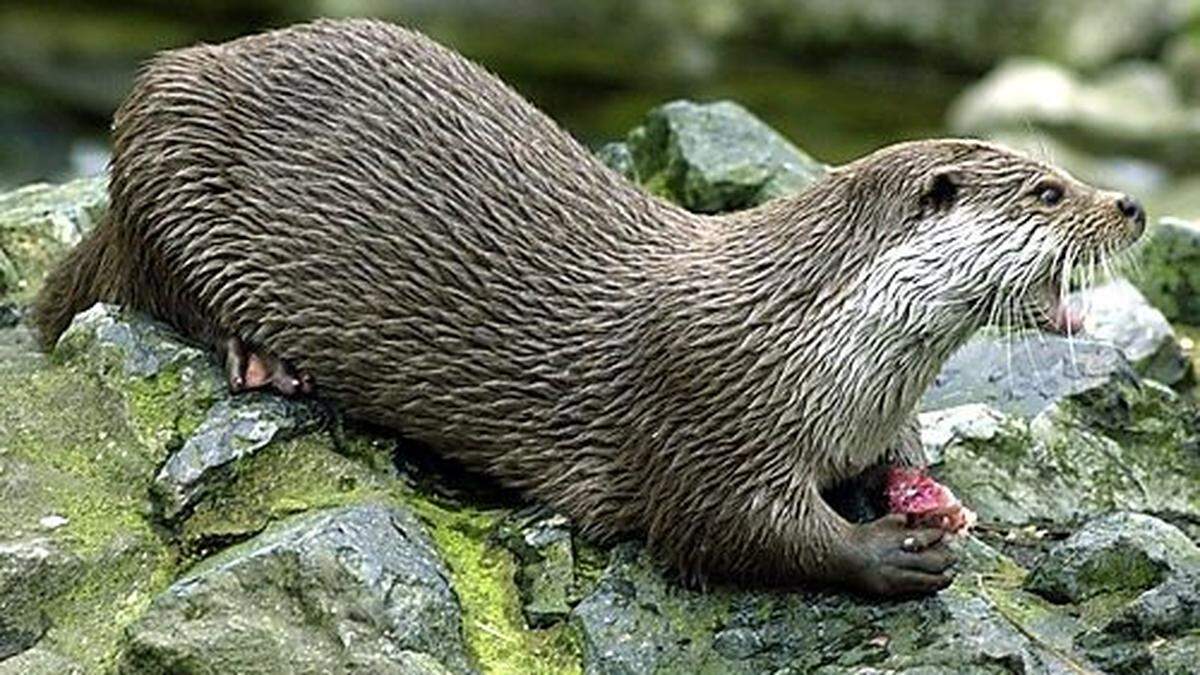 Den Fischbestand in der Lavant haben die geschützten Fischotter in den letzten Jahren drastisch reduziert