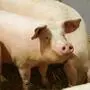 14 Schweine überlebten die Sabotage an der Lüftung eines Schweinestalls in Großklein, mehr als 50 Tiere starben (Sujet)