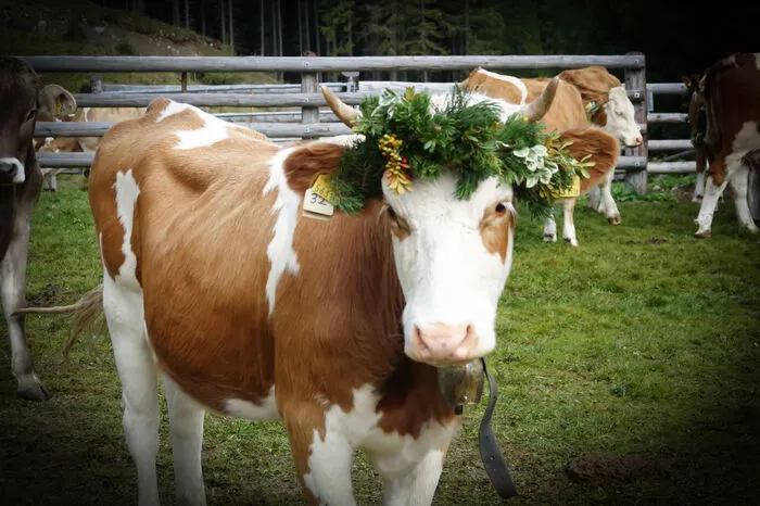 Geschmücktes Rind von der Alm