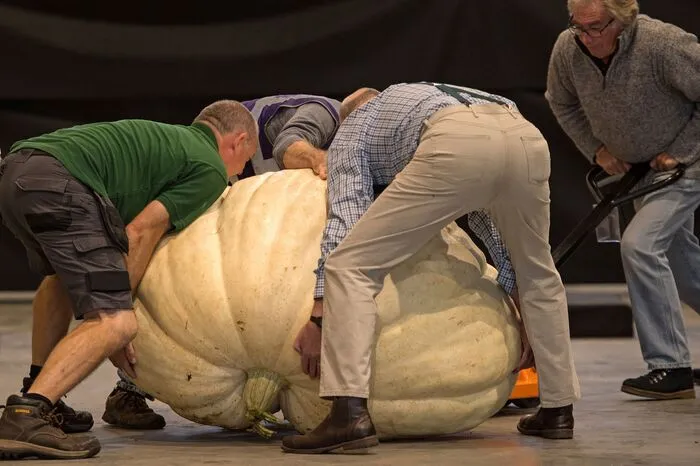 Der Siegeskürbis etwa brachte 319, 8 Kilogramm auf die Waage.