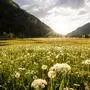 THEMENBILD - Frühling in den Bergen. Im Bild verblühter Löwenzahn am Rande des Tettermoores, aufgenommen am frühen Abend des 25. Mai 2024 im Untertal bei Schladming, Steiermark, Österreich (Austria). 
Fotocredit: Martin Huber