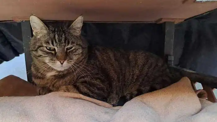 Tigerkater Lois sucht ein Zuhause. Jemand, der sich langsam mit ihm vertraut macht, wäre der richtige Mensch. Für später sollte man die Möglichkeit zum Freigang einplanen. Kontakt: Osttiroler Tierschutzverband, 9900 Lienz,Postfach 8, Tel. (0 664)44 33 919;facebook.com/tierschutzvereinosttirol