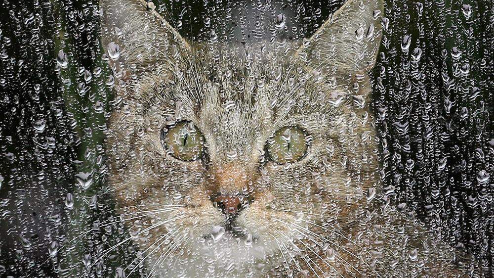 Katze hinter verregnetem Fenster