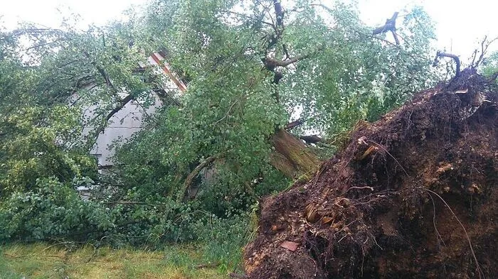 Mächte Bäume knallten auf Häuser