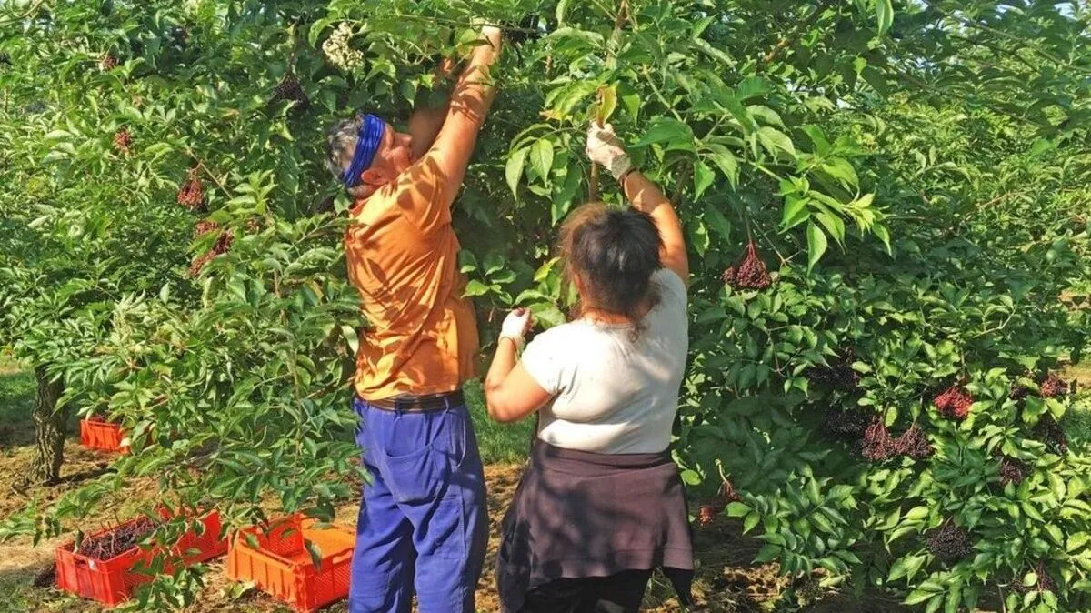 Hilfe bei der Holunderernte