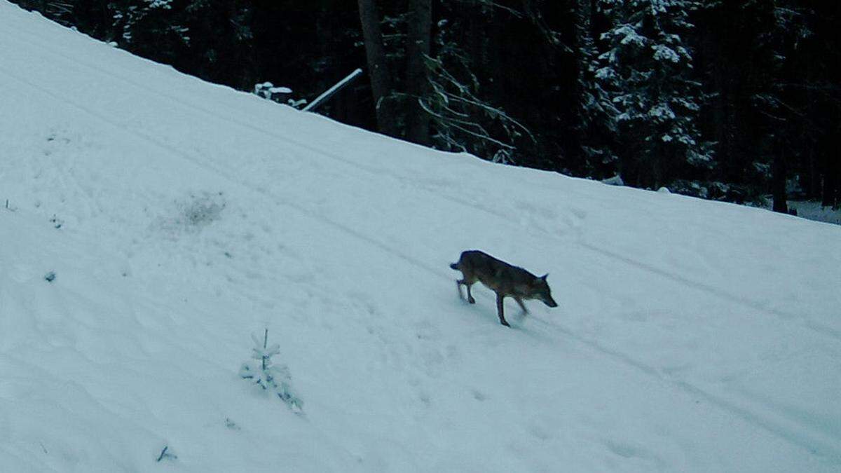 Dieser Wolf wurde von einer Wildkamera Ende November des Vorjahres im Gemeindegebiet von Pfunds aufgenommen