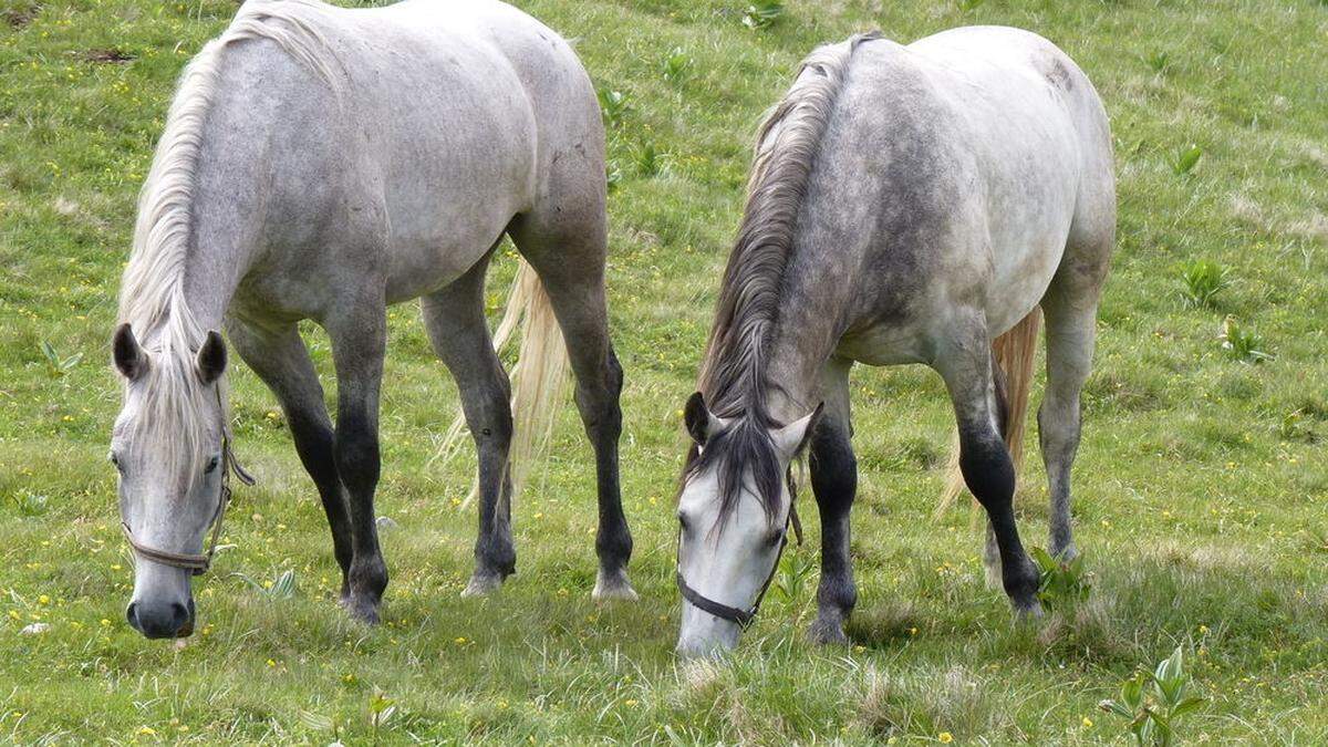 Ein Windpark in der Nähe der Sommerweiden der Lipizzanerhengste ist für viele ein absolutes No-Go