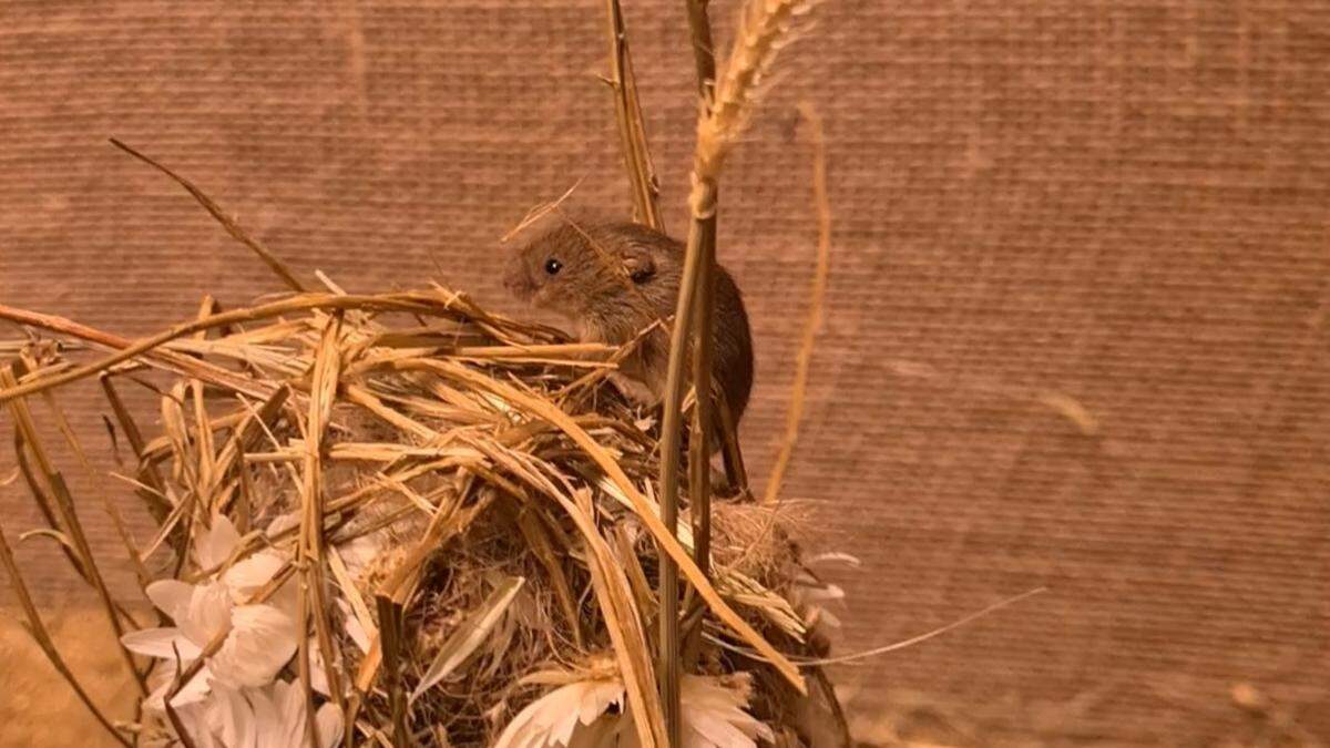 Eine der Zwergmäuse in ihrem kugeligem Nest