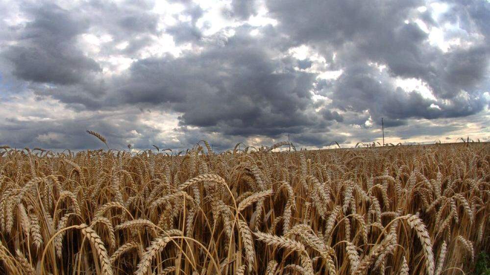 Dunkle Wolken am Horizont: Weizen ist am Weltmarkt heiß begehrt