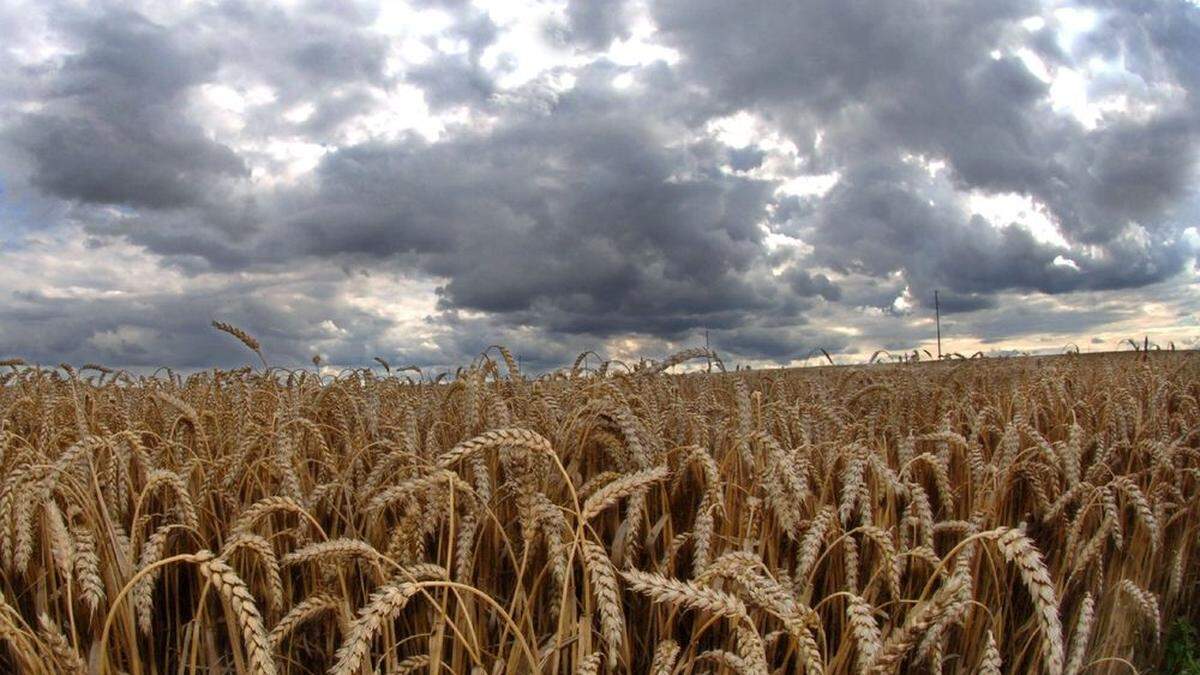 Dunkle Wolken am Horizont: Weizen ist am Weltmarkt heiß begehrt