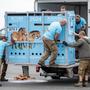 Zoomitarbeiter beim Verladen der Tiere in Prag