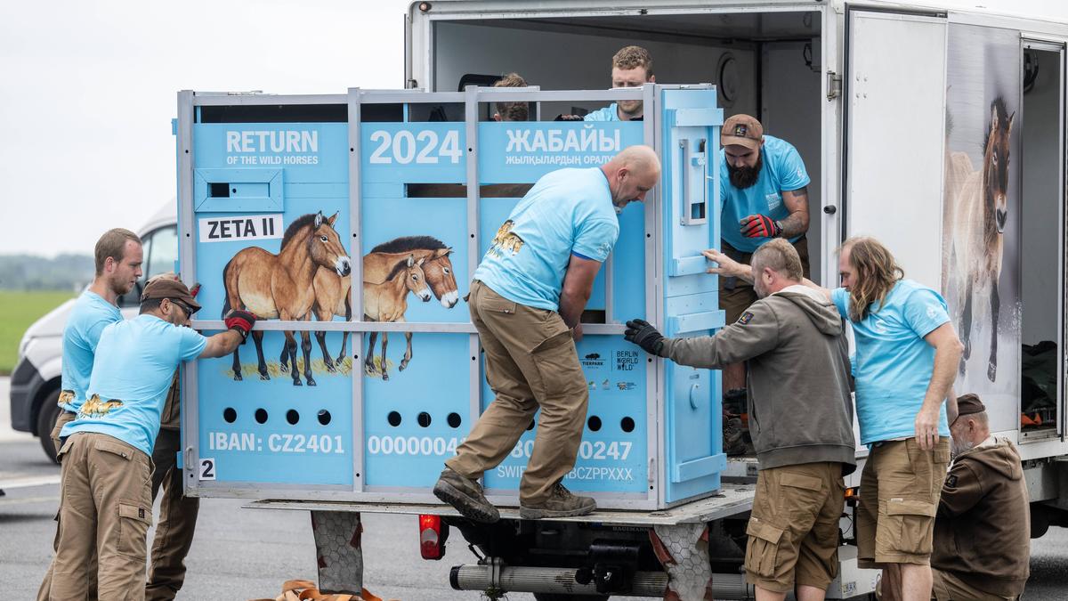 Zoomitarbeiter beim Verladen der Tiere in Prag