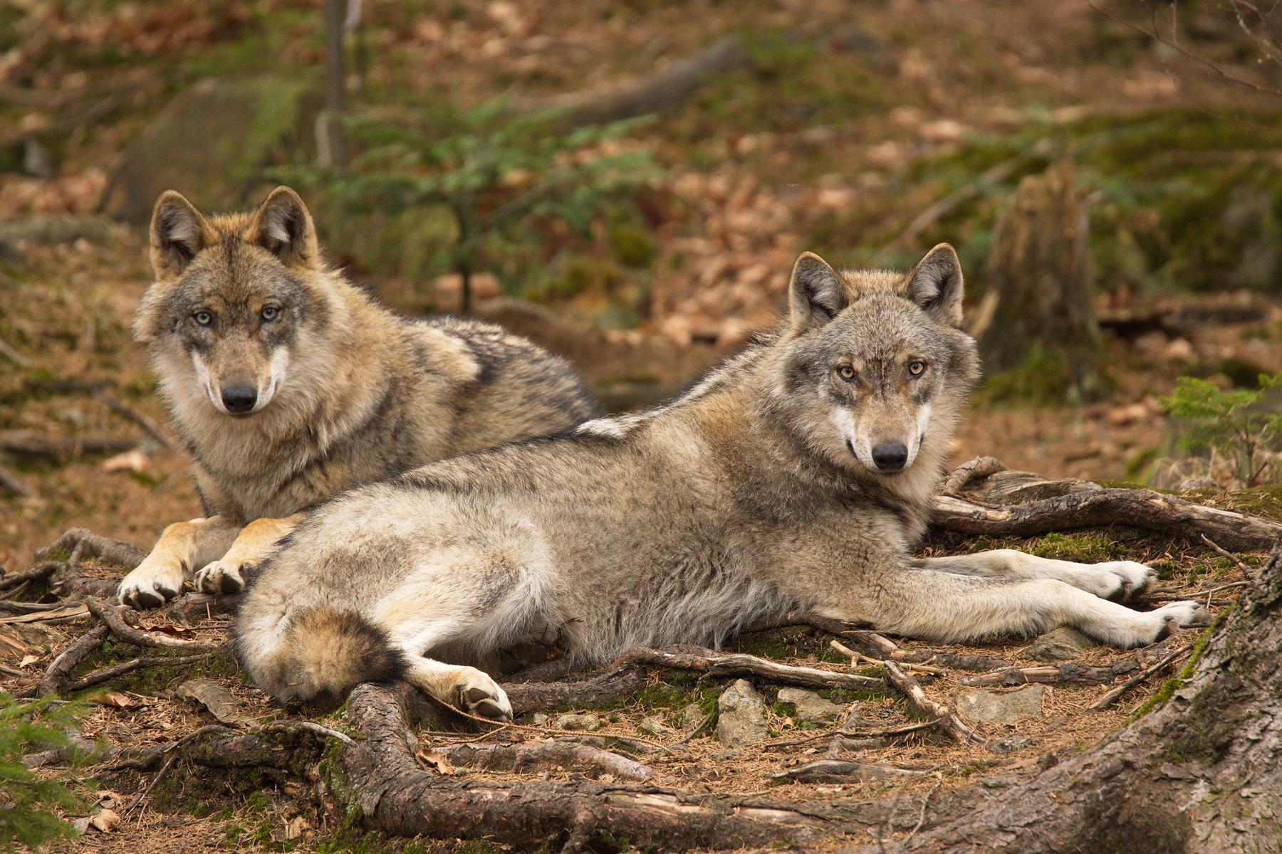 Brisante Entscheidung: Nach EU-Urteil zur Wolfsjagd: Grüne warnen vor Konsequenzen