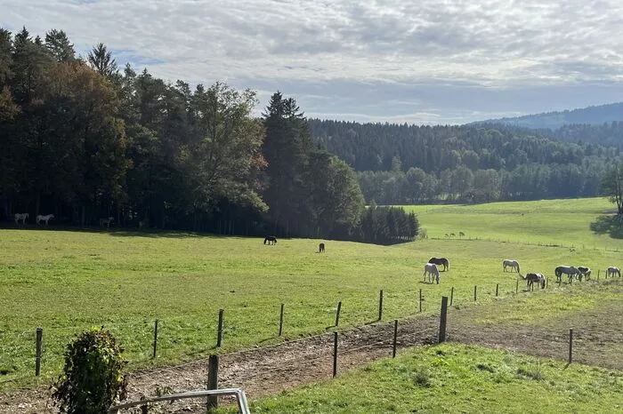 25 Pferde weiden auf der Koppel von Kurtis Pferdehof, an warmen Herbsttagen bevorzugen sie den Schatten der Bäume.