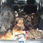 Die zehn Hunde waren ohne Wasser und Futter in dem Kleinwagen eingesperrt 