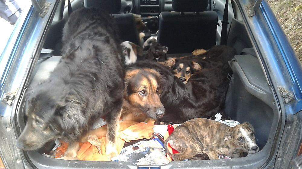 Die zehn Hunde waren ohne Wasser und Futter in dem Kleinwagen eingesperrt 
