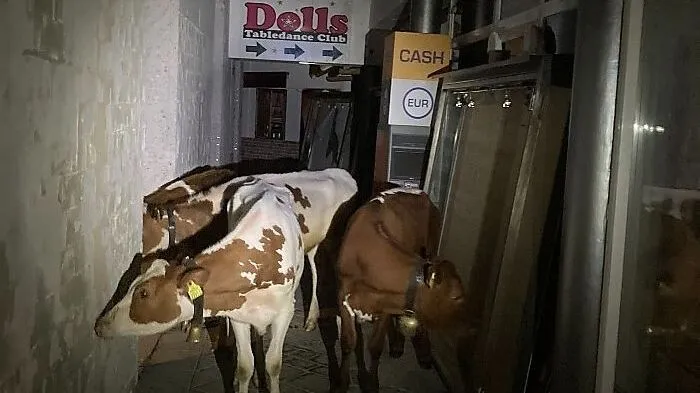Die Tiere verirrten sich zu "Dolls Tabledance Club"