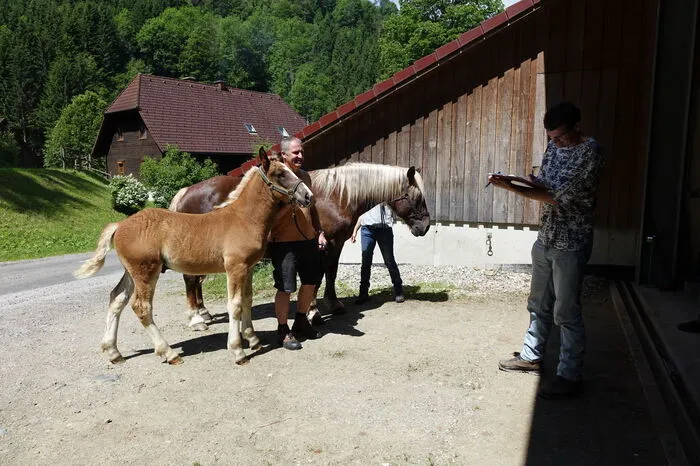 Bei der Beschau der Tiere kommt es auf jeder Kleinigkeit im Fell an.