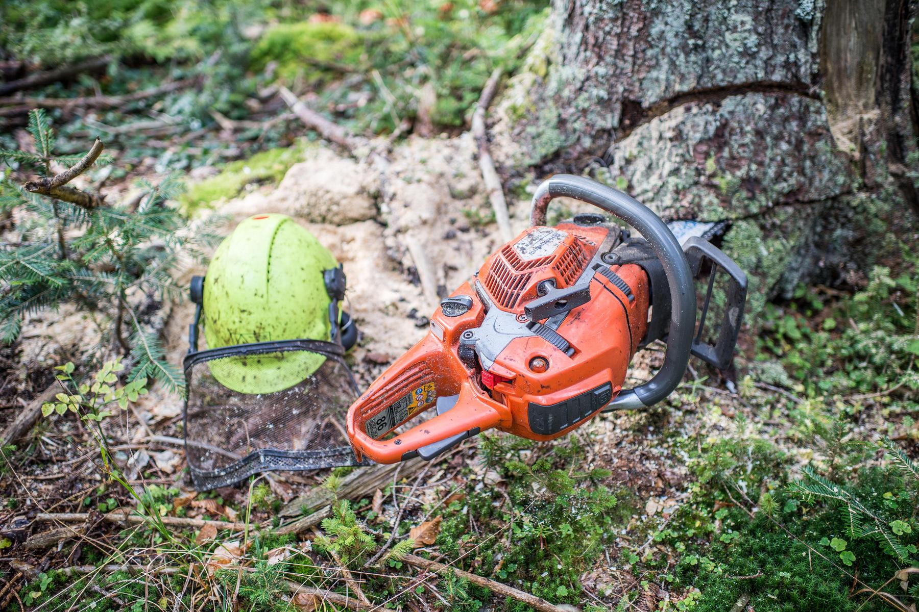 Verletzt: Forstarbeiter in Kärnten von umfallendem Baum getroffen
