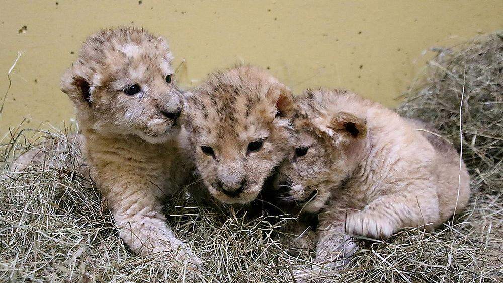 Eine Reportage auch für Tierfreunde: die Löwenbabys von Herberstein