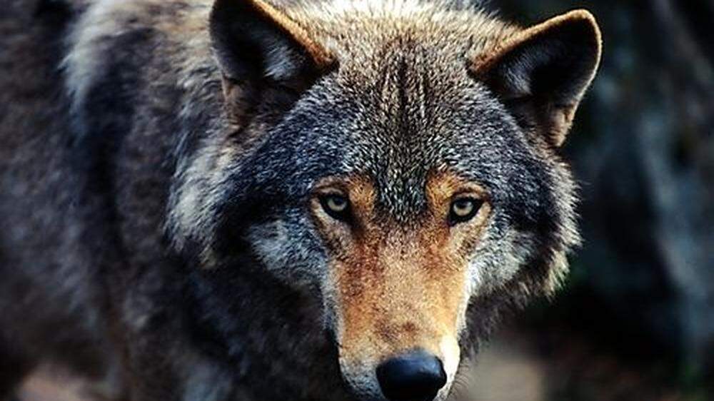 Der Wolf: Landwirtschaft und Jäger fürchten seine Vermehrung, Meinungen unterschiedlich 