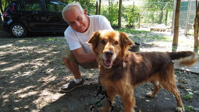 Zum zweiten Mal ging am Sonntag im Tierheim Garten Eden im Süden von Klagenfurt das Gassigeherfest über die Bühne. Viele Hunde, die im Tierheim auf ein neues Zuhause warten, freuen sich, wenn sie einen Tierfreund finden, der sich mit ihnen zwischenzeitlich beschäftigt, wie eben beim Gassigehen.