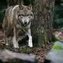 Der Wolf ist bei uns wieder heimisch geworden