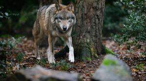 Der Wolf ist bei uns wieder heimisch geworden